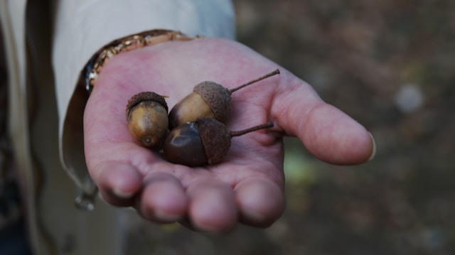 The Acorn Theory 2